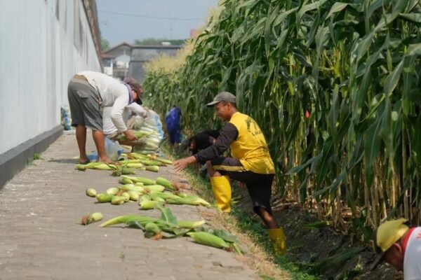 Warga Binaan Lapas Kelas I Malang Panen Perdana 4 Kuintal Jagung Manis