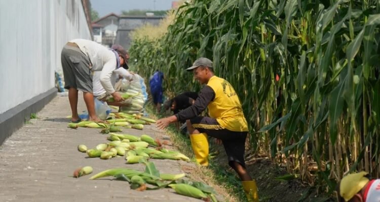 Warga Binaan Lapas Kelas I Malang Panen Perdana 4 Kuintal Jagung Manis