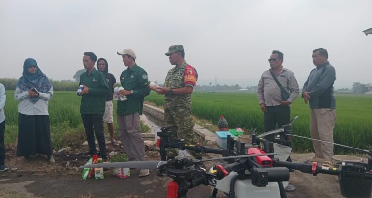Babinsa Arjowinangun Dampingi Penyemprotan Padi dengan Drone