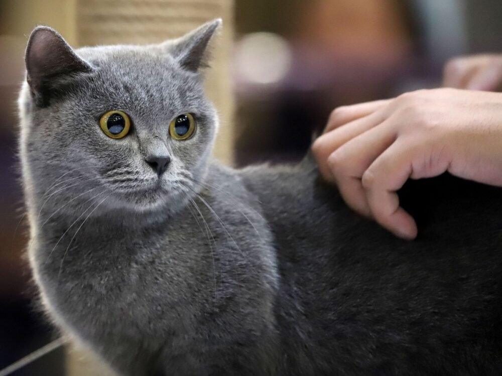 Cat Show Piala Rektor UB Puluhan Kucing Lucu Ikuti Cat Show Rebutkan Piala Rektor UB di Prana Satwa Brawijaya 2026