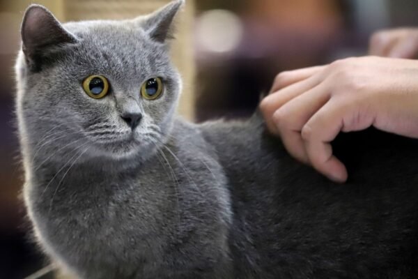 Puluhan Kucing Lucu Ikuti Cat Show Rebutkan Piala Rektor UB di Prana Satwa Brawijaya 2026