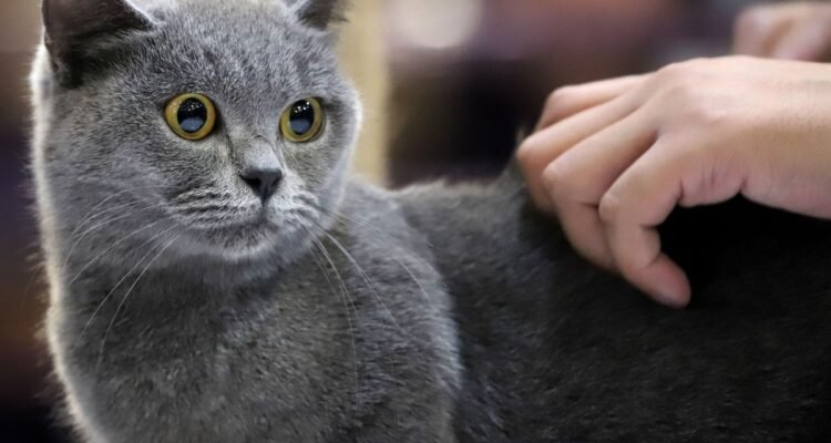 Puluhan Kucing Lucu Ikuti Cat Show Rebutkan Piala Rektor UB di Prana Satwa Brawijaya 2026